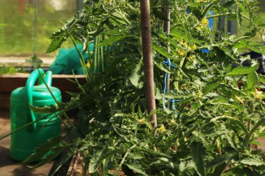 Küçük bir serada salatalık hasadı. Salatalık meyveleri yetişir ve hasat için hazırdır. Salatalık çeşitliliği.