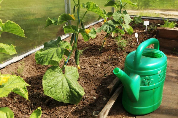 Küçük bir serada salatalık hasadı. Salatalık meyveleri yetişir ve hasat için hazırdır. Salatalık çeşitliliği.