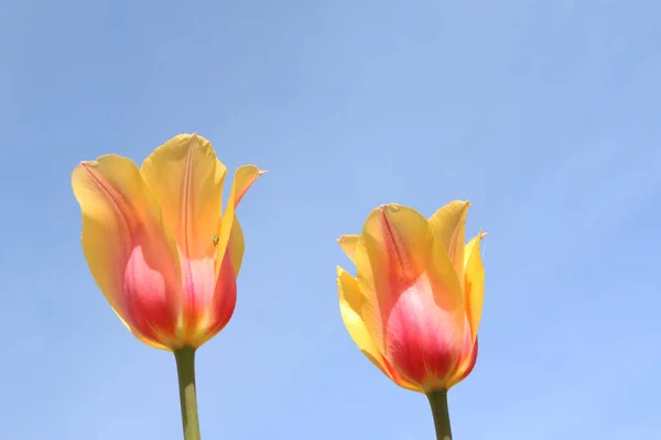 青い空に対して庭の緑の葉を持つ明るい赤と黄色のチューリップのクローズアップ 太陽の下で春に美しい花 — ストック写真