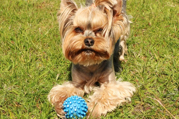 Brązowy Pies Bawi Się Piłką Zielonej Trawie Właściciel Bawi Się — Zdjęcie stockowe