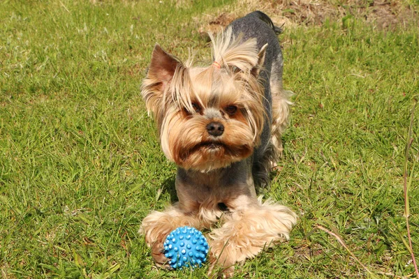 Cachorro Marrom Está Brincando Com Uma Bola Grama Verde Dono — Fotografia de Stock