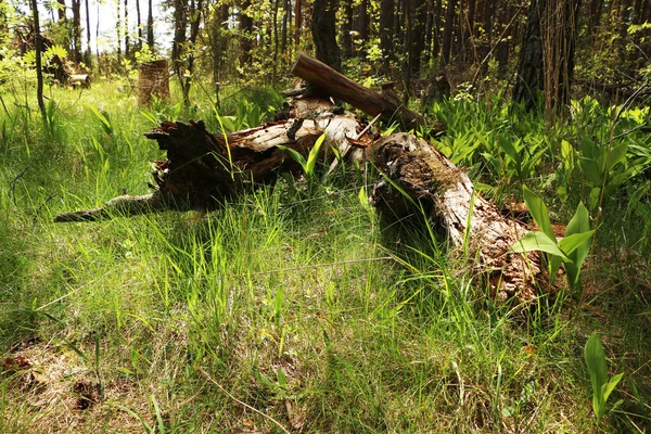 Gamla Fallna Träd Skogen Bakgrund Unga Vackra Grönt Gräs — Stockfoto
