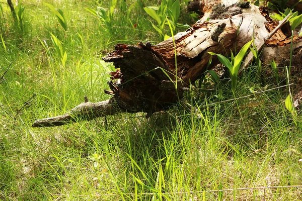Alter Umgestürzter Baum Wald Auf Einem Hintergrund Aus Jungem Schönem — Stockfoto