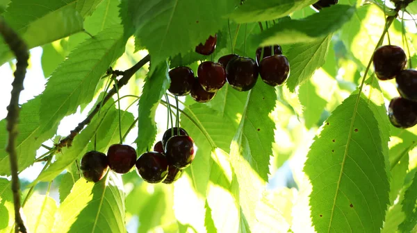 Close Summer Cherry Berries Hang Tree Blue Sky — Stock Photo, Image