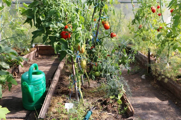 Foto Cerca Hermoso Tomate Pepino Creciendo Invernadero —  Fotos de Stock