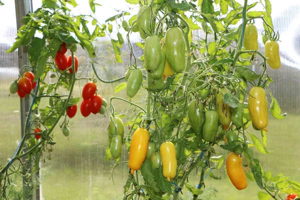 クローズアップ写真 温室で成長する美しいトマトとキュウリ — ストック写真