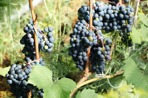 Close Photo Grapes Growing Making Wine — Stock Photo, Image