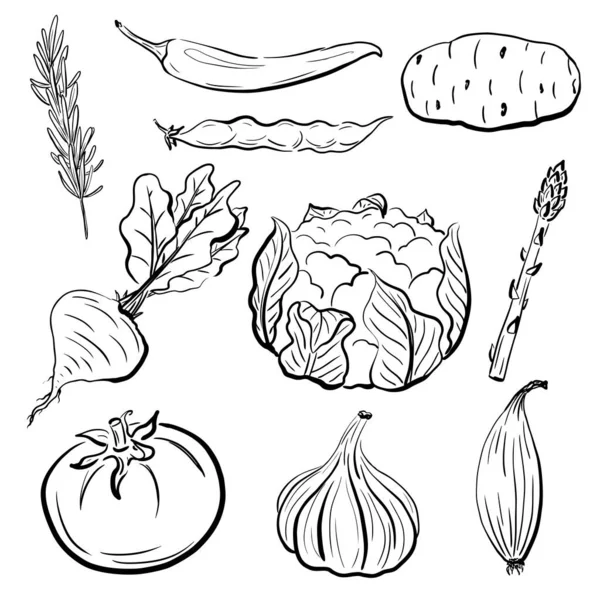 Handgezeichnetes Gemüse Spargel Bohnen Rote Bete Blumenkohl Chili Knoblauch Kartoffeln — Stockvektor