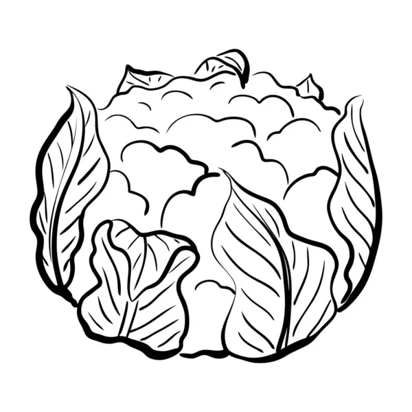 Karfiol Vázlat Vektor Illusztráció Kézzel Rajzolt Zöldség Elszigetelt Fehér Háttérrel — Stock Vector