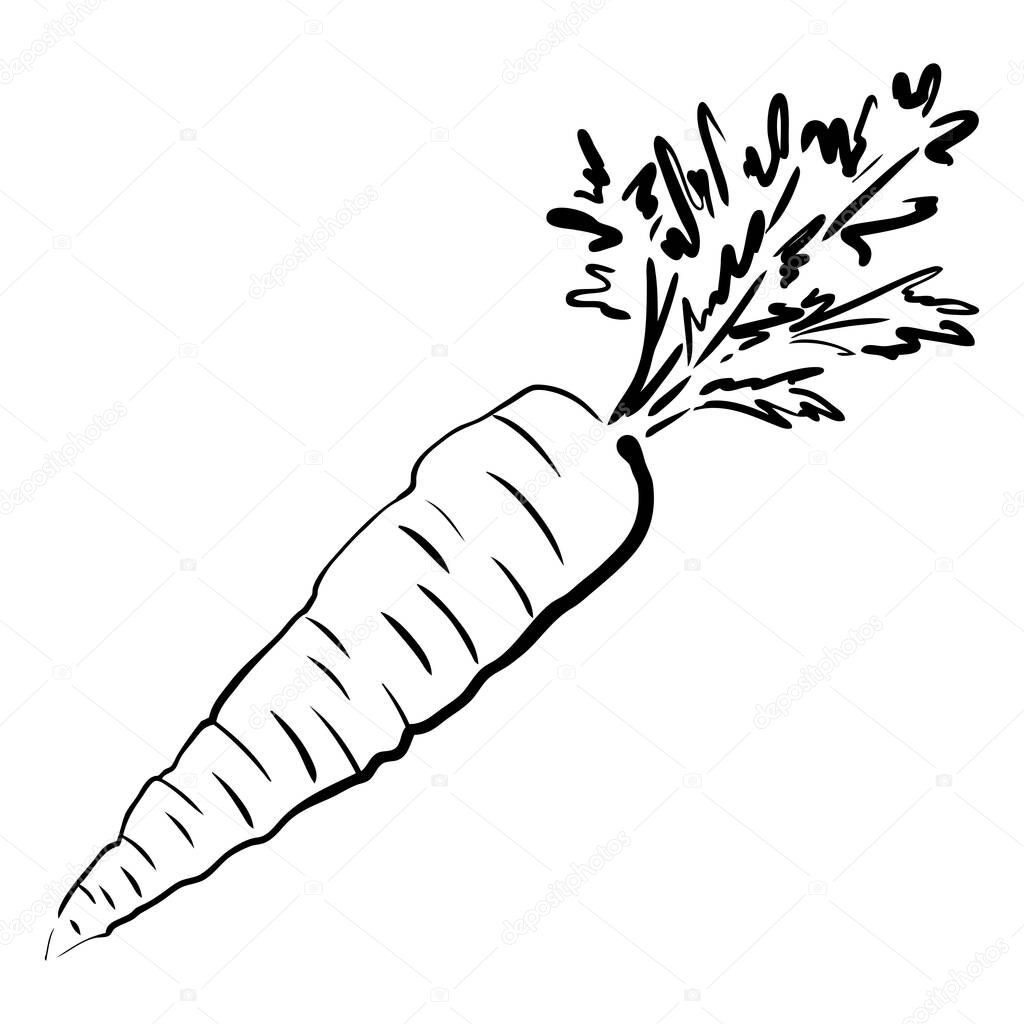 Carrot sketch vector illustration. Ripe vegetable hand drawn. Organic diet food isolated on white background. Monochrome drawing. Ink style. For menu, icon, farmers market, grocery, store, print.