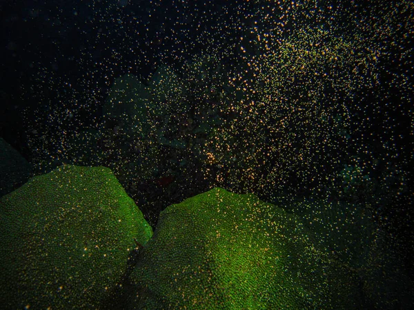 Coral Orbicella Faveolata Přírodním Národním Parku Islas Del Rosario Kolumbie — Stock fotografie