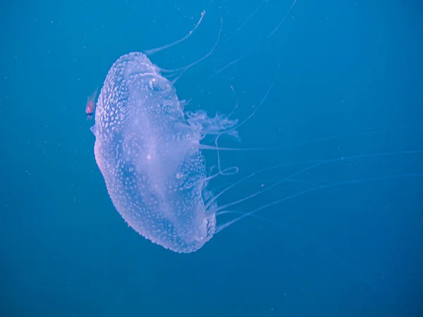 Meduza Chrysaora Lactea Naturalnym Parku Narodowym Islas Del Rosario Kolumbia — Zdjęcie stockowe