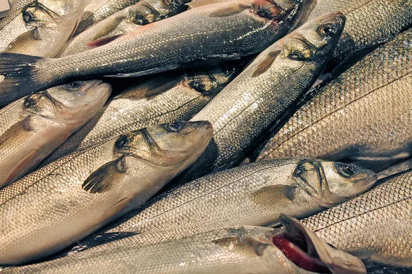 European Bass Sale Traditional Fish Market — Stock Photo, Image