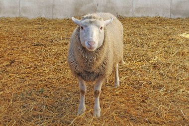 bir padok otlayan koyunlar. 