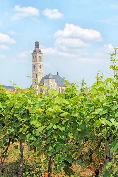 Uitzicht Wijngaard Kerk Van James Kutna Hora Tsjechië Europa — Stockfoto