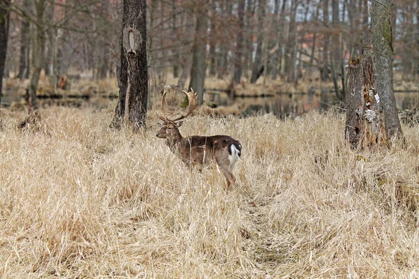 Cerf Rouge Dans Forêt Près Parc Château Blatna République Tchèque — Photo