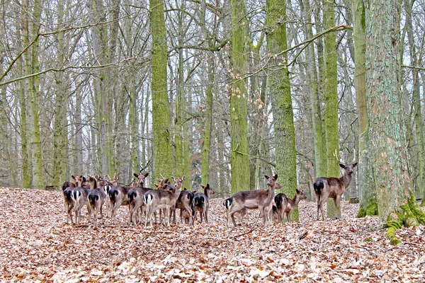 Troupeau Cerfs Rouges Dans Forêt Près Parc Château Blatna République — Photo
