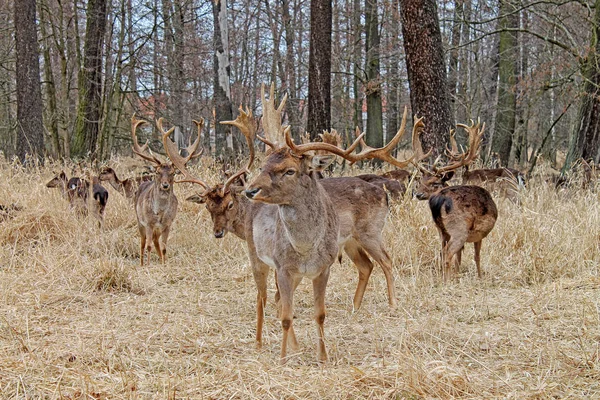 Troupeau Cerfs Dans Forêt Près République Tchèque Europe — Photo