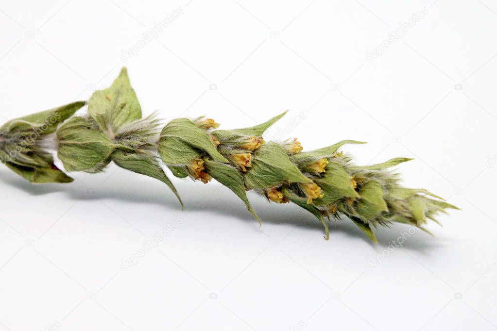 TrofoPlan T&egrave; Greco Di Ontagna BIO, Sideritis Doypack 120 G