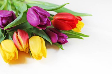 Taze çok renkli lale yakın çekim buket.