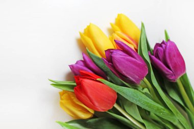 Taze çok renkli lale yakın çekim buket.