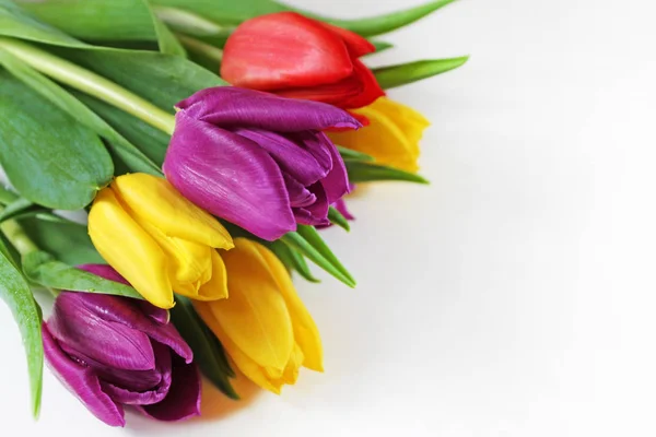 Bouquet Fresh Multicolor Tulips Close — Stock Photo, Image