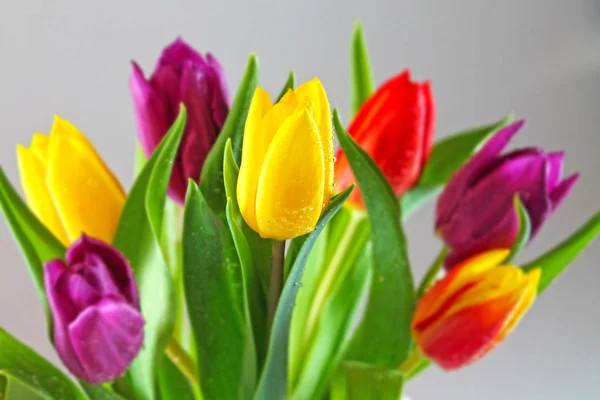 Buquê Tulipas Multicoloridas Frescas Com Gotas Orvalho — Fotografia de Stock