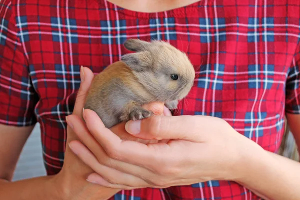 妇女拥抱小兔子宠物在手 — 图库照片