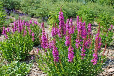 Çiçek açan mor bir bahçe büyüyen loosestrife (Lythrum salicaria).