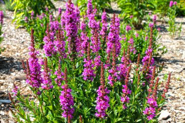 Çiçek açan mor bir bahçe büyüyen loosestrife (Lythrum salicaria).