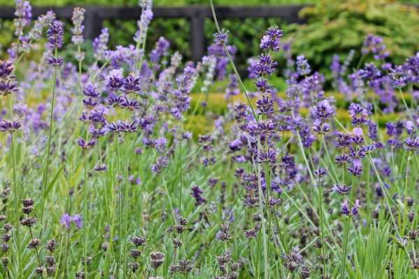 Campo Lavanda Floreciente Cerca — Foto de Stock