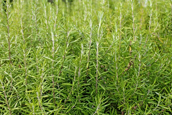 Cespuglio Verde Rosmarino Rosmarinus Officinalis Che Cresce Giardino — Foto Stock