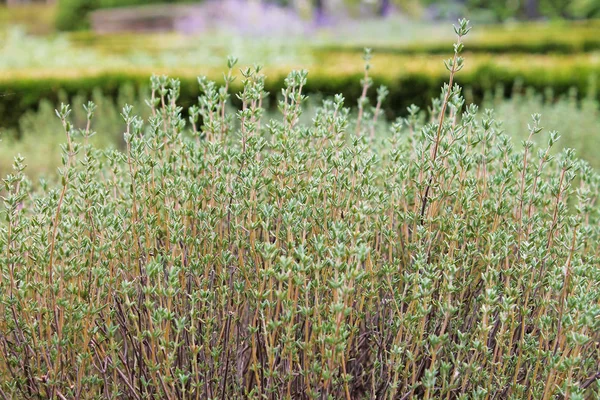 Thyme Herbs Thymus Vulgaris Growing Garden — Stock Photo, Image