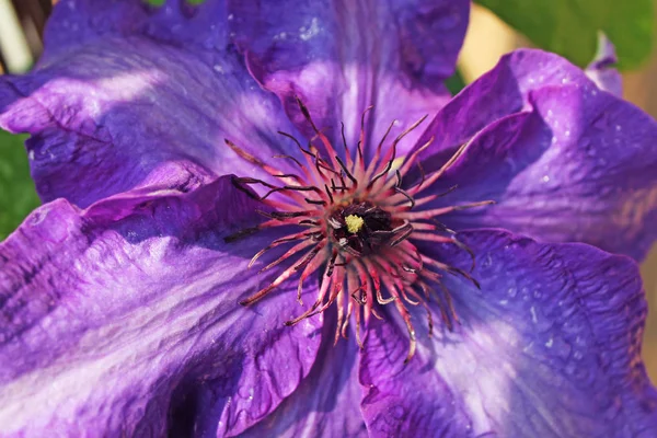 Kolorowe Kwiaty Clematis Jackmanii Ogrodzie Bliska — Zdjęcie stockowe