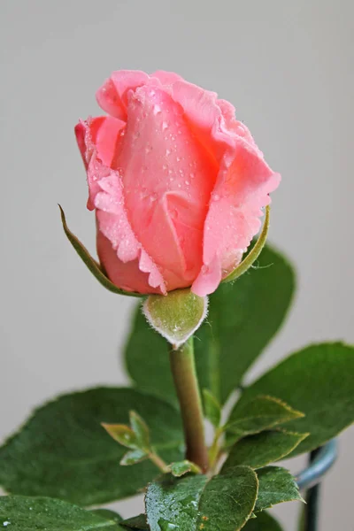 Roze Roos Bud Met Dauw Druppels Close — Stockfoto