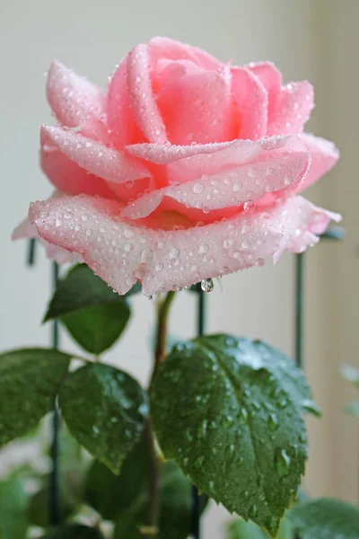 Růžová Růže Rosou Které Kapky Zblízka — Stock fotografie
