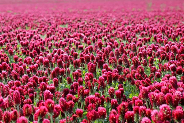 Campo Trifoglio Rosso Vicino — Foto Stock