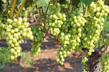 Üzüm bağında bir demet beyaz üzüm