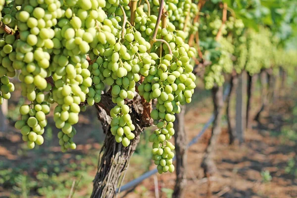 Bunches White Grapes Vineyard — Stock Photo, Image