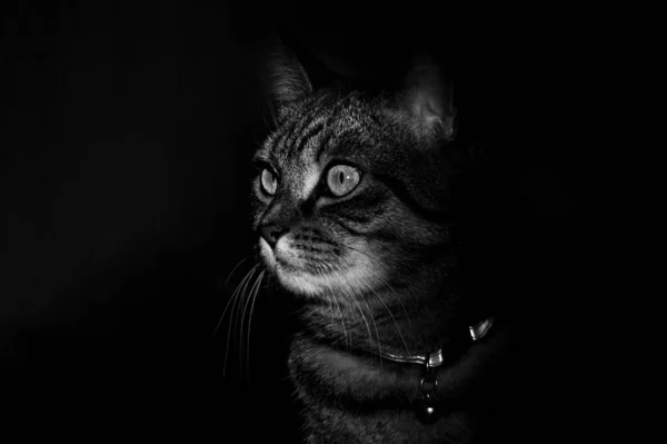 Domácí Kočka Čeká Svou Kořist — Stock fotografie