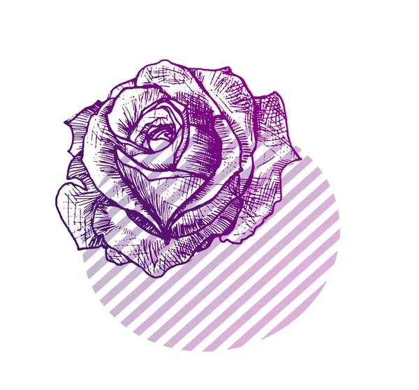 Dettagliato Schizzo Vettoriale Rosa Fiore Viola Geometria Isolata Bella Disposizione — Vettoriale Stock