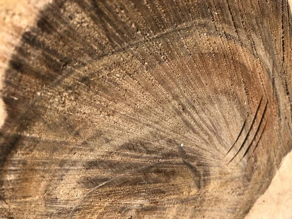 Ξύλινη Υφή Πριονιού Κομμένο Από Κοντά Διασταύρωση Μιας Εκατονταετηρίδας Καρυδιάς — Φωτογραφία Αρχείου