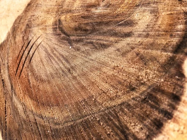 Sierra Textura Madera Cortada Cerca Viejo Hermoso Árbol Nuez Corte —  Fotos de Stock