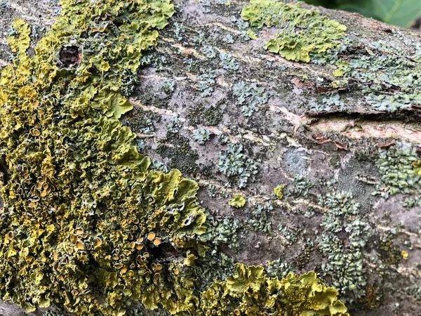 Ancient moss on the tree. Walnut wood texture and natural moss. Walnut tree bark