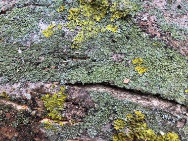 Soyut desenli ahşap arka plan. Ahşap ve yosun dokusu. Ağacın kabuğundaki yaşlı yosun.