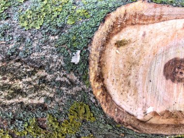 Yosun ve küf tahta paneli etkiler. Ahşap ve yosun dokusu. Ağacın kabuğundaki yaşlı yosun.