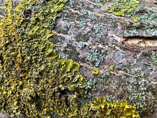 Corteza Musgosa Textura Inconsútil Alterada Digitalmente Fondo Del Árbol Selva —  Fotos de Stock