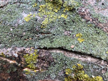 Ahşap ve yosun dokusu. Ağacın kabuğundaki yaşlı yosun.