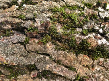 Ağaç kabuğu ve yosun dokusu yakın plan. Yosun arkaplanı