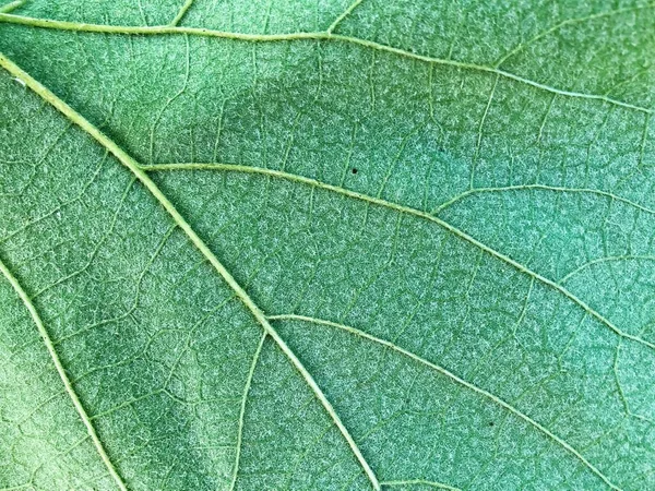 Textura Fondo Hoja Verde Macro Textura Hoja Uva Macro Primer — Foto de Stock